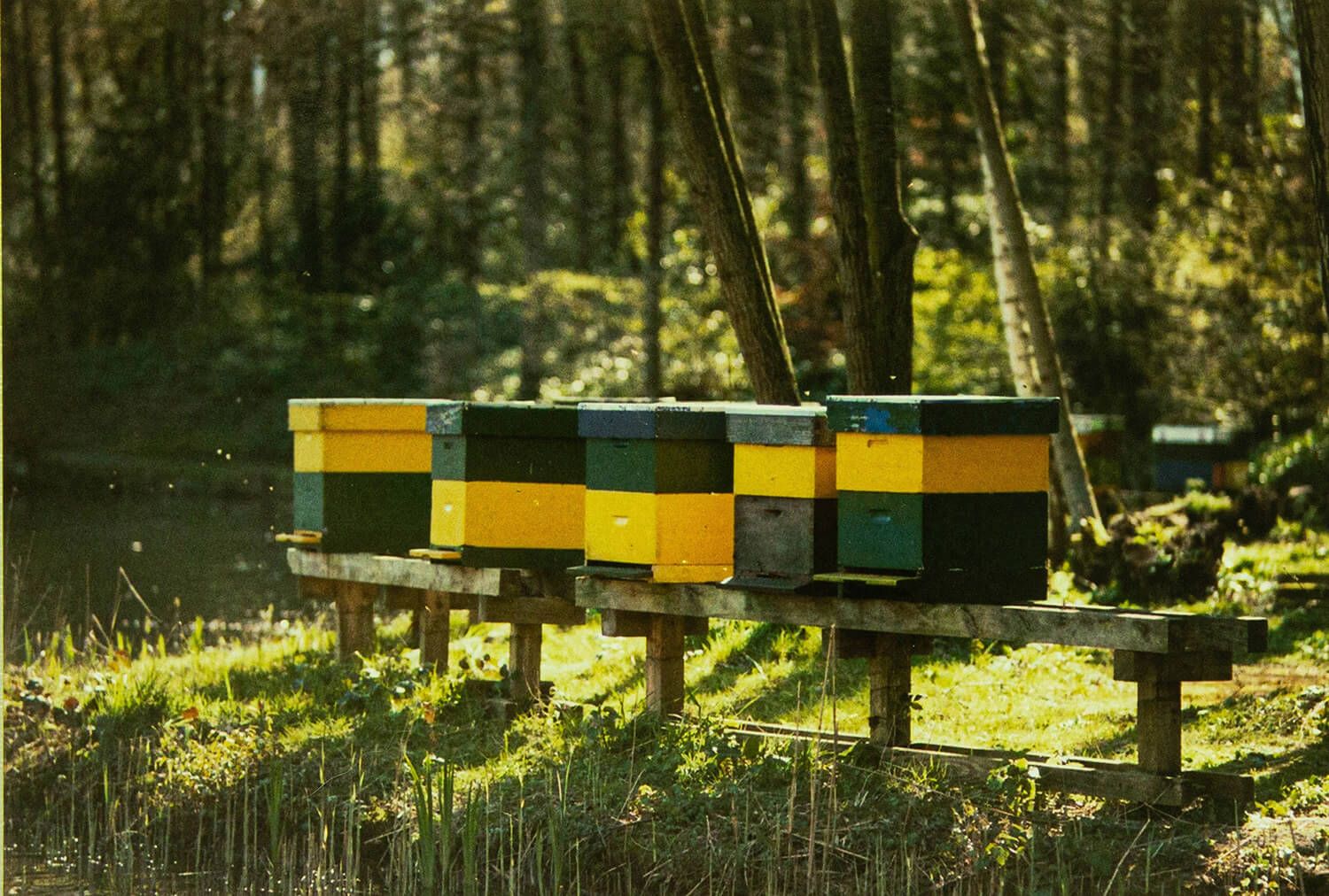 Bienenstöcke im Wald